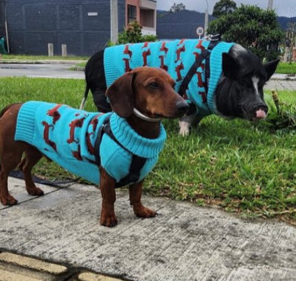 $NUGGET and Tobey in matching turquoise designer sweaters - friendship goals