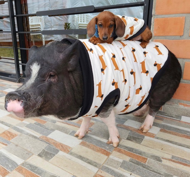 $NUGGET with brother Tobey the dachshund wearing matching stylish outfits