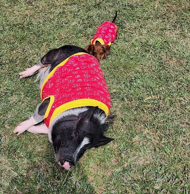 $NUGGET and brother Tobey relaxing in matching red paisley bandanas