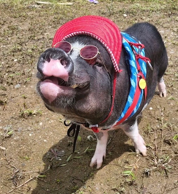 $NUGGET wearing sunglasses and a red cap - the ultimate boujee pig ready to take over Solana