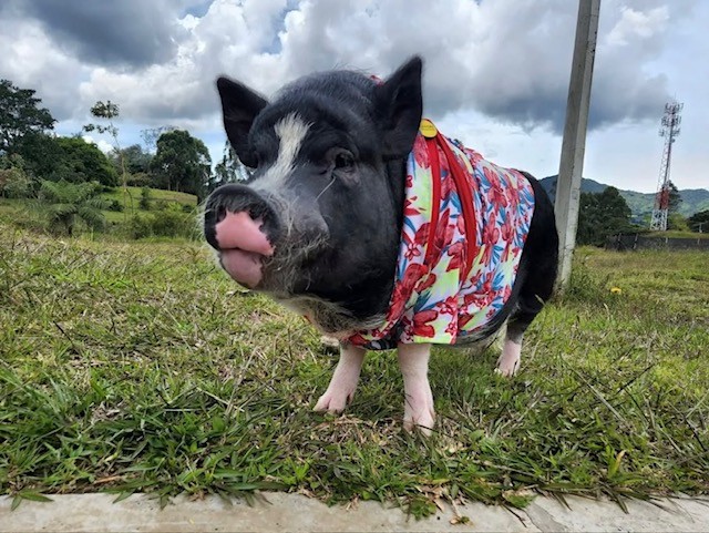 $NUGGET in a stylish red floral Hawaiian shirt against a dramatic sky
